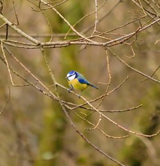 Vibrant blue and yellow bird perched atop a branch of a tree in a tranquil forest setting
