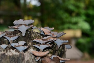 Mushrooms growing on a tree stump