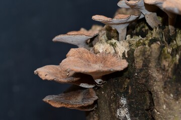 Mushrooms growing on a tree stump