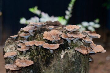 Mushrooms growing on a tree stump