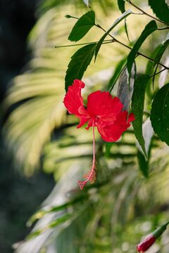 Vibrant Chembarathi flower in Costa Rica