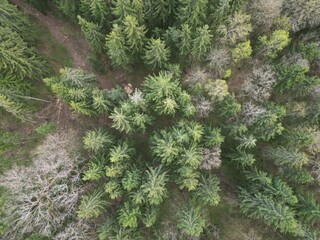 View of a small dirt path through an idyllic forest of lush green trees in Vilnius, Europe