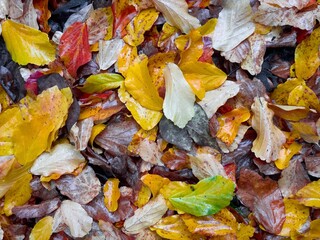 a pile of dry leaves is shown from above with a bright red tail