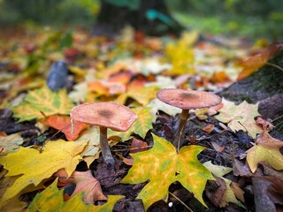 Closeup of a grouping of mushrooms surrounded by the leaves of fall