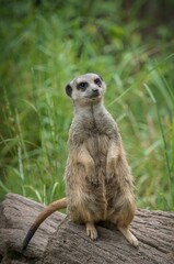 a small brown and black animal sitting on a wooden log
