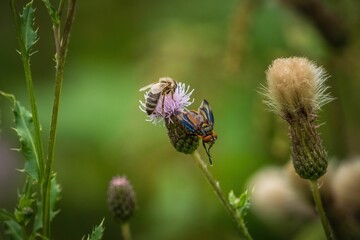 Selective focus shot of a bee and a fly on a purple thistle flower