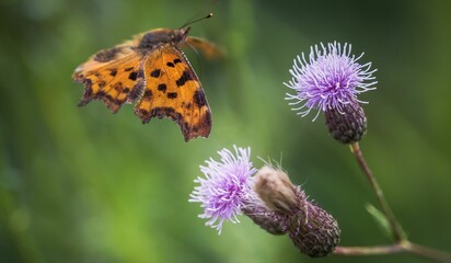 Closeup shot of a spotted comma butterfly flying around a purple thistle flower