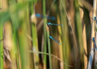 Selective focus shot of bright blue dragonflies near wild reeds