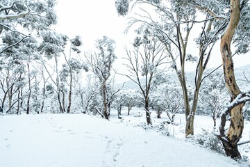 Snowfall covering the ground and trees at Lake Crackenback, NSW, Australia