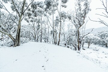 Fototapeta na wymiar Snowfall covering the ground and trees at Lake Crackenback, NSW, Australia