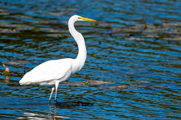 Great egret walking in a tranquil lake. Ardea alba.