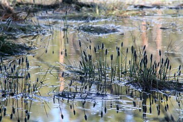 weeds are growing out of the water near the edge of a pond