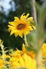 Picturesque landscape of a vibrant field of golden sunflowers during the daytime