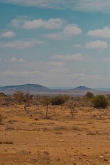Golden savanna with hills in the background. Narok County, Kenya.