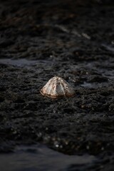 Closeup of a limpet at the beach of the Fuerteventura island, Spain