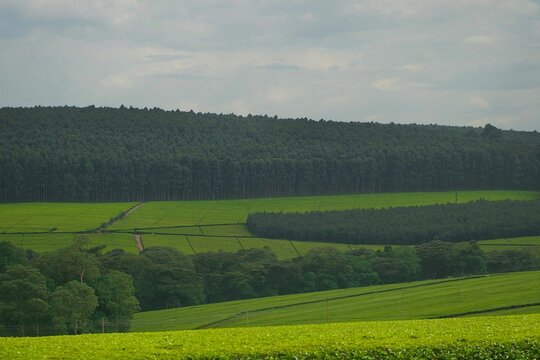 Scenic view of Kericho tea felids, Kenya.