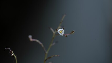 Close-up of a vibrant flower in a lush green with a blurry background