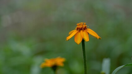 Close-up of a vibrant Marigold in a lush green with a blurry background