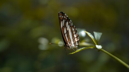 Closeup of a vibrant common sailor perched on a white flower with a blurry background