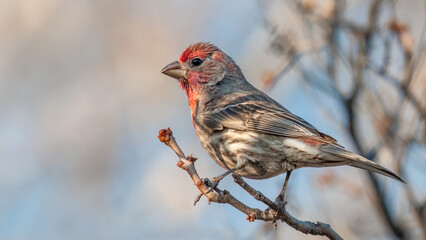 House Finch perched on a tree branch looking out over empty space.