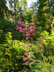 Beautiful Hedge Woundwort thriving in a ridgeline trail in Spencer Butte Park, Oregon