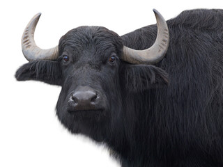 Carpathian buffalo isolated on a white