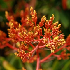 Closeup of a blooming red flowers on a branch