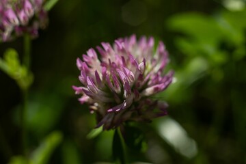 Closeup shot of a blooming purple clover flower on a field