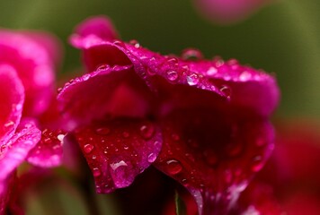 Closeup shot of dew droplets on a blooming pink geranium flower