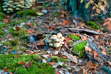 Fototapeta premium Mushrooms on the ground surrounded by moss in a lush green forest.