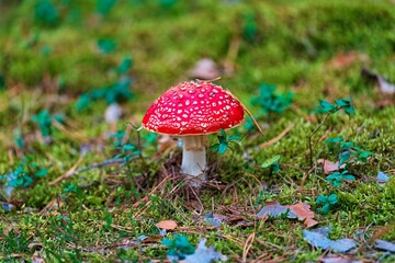Fly agaric mushroom amongst the foliage of a grassy meadow.