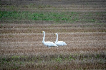 two white Swans walking in the tall grass field together