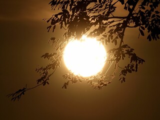 Scenic view of the sun behind tree branches
