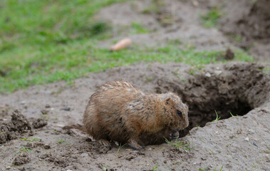 Chubby groundhog standing on green grass