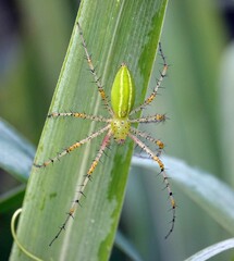 Funnel spider perched atop a lush green plant stem in a natural setting