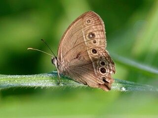 Closeup of a Burmese bushbrown perched on a plant in a lush green on a sunny day
