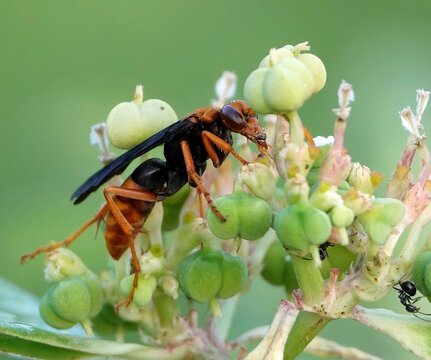 Black rusty spider wasp with orange legs perched atop a bed of lush green flowers