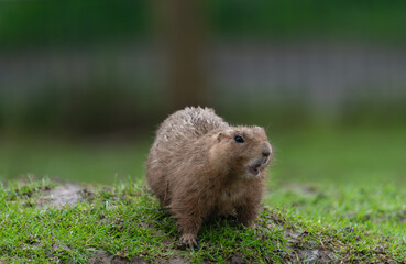 Chubby groundhog standing on green grass