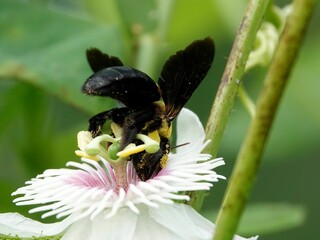 Closeup of a honeybee pollinating a flower