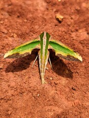 Closeup of a green hawkmoth on the mud in the ground
