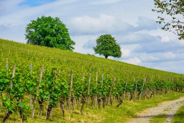 Fototapeta na wymiar Idyllic rural scene featuring an empty road winding through a green winery