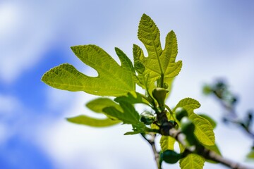 a single green branch with leaves on it, against the blue sky