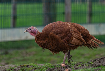 A German copper turkey walking in the field.