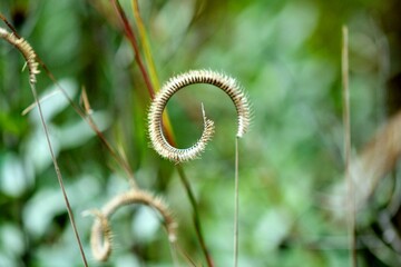 a closeup of a spiral fern leaf