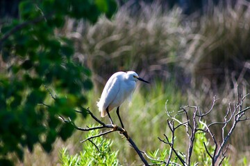 a closeup of a white Egret in its natural habitat