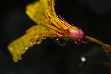 photo of flower with hanging water drops