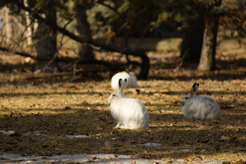 White fluffy rabbits in the park in spring