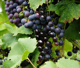 Closeup of the ripe dark purple grapes on the branch of a tree