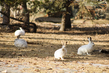 White fluffy rabbits in the park in spring