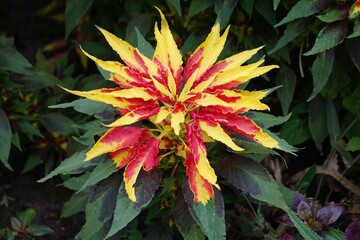 Closeup of an Amaranthus tricolor plant with green foliage